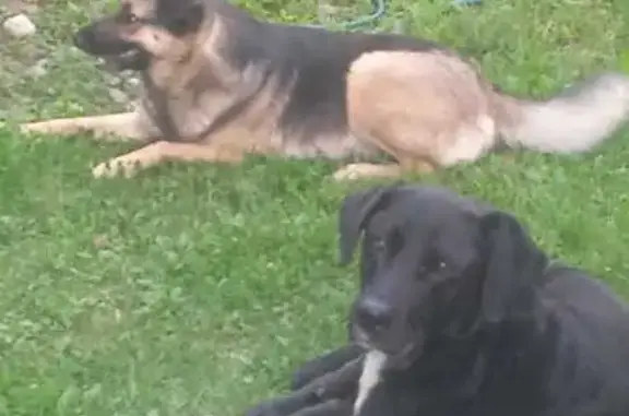 Пропала собака, Каринское с/п, Владимирская обл.