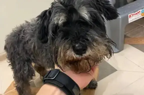 Собака найдена, Олимпийский бул., 12