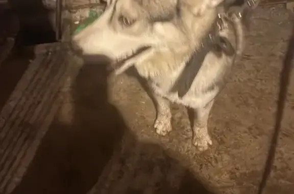 Собака найдена на Школьной ул., Култаево