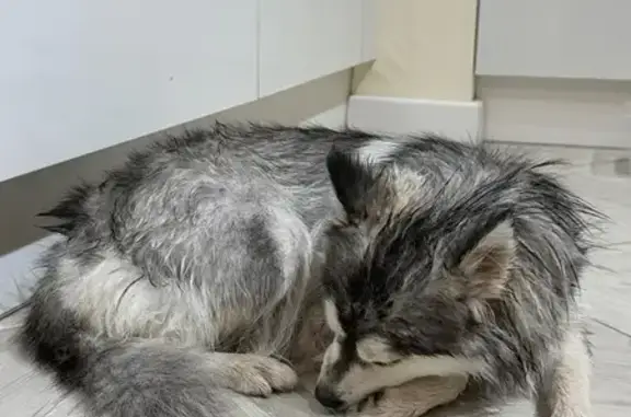 Найдена собака на бульваре Комарова, РнД