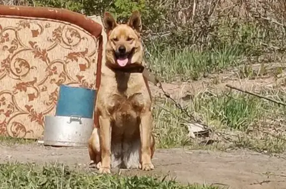 Собаки потеряшки, Уфа, фото: Потеряшка собака, Трудовая 50А, Уфа