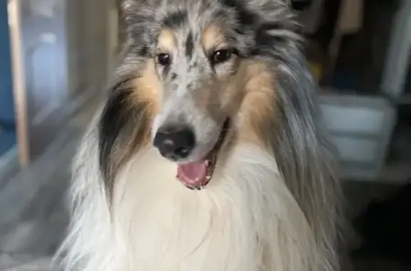 Собаки потеряшки, Афонино, фото: Потеряшка колли, Радужная 27/1, Афонино