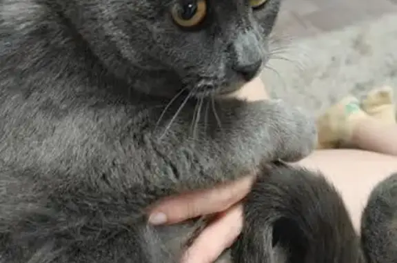 Найдена кошка, Ярославль, фото: Нашли кошку на Софьи Перовской, 44