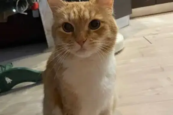 Пропала кошка, Ленинская улица, Белеутово