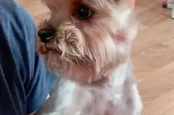 Пропала собака, Московское шоссе 100, Ульяновск