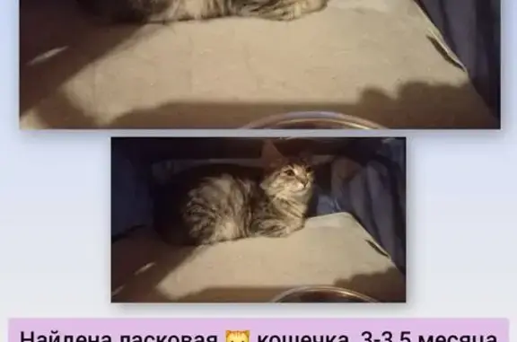 Найдена кошка, Казань, фото: Кошка найдена: пр. Ямашева, Казань