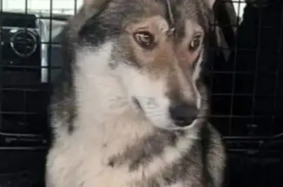 Пропала собака, ул. М. Чуйкова 10, Городище