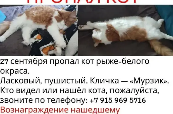 Кошки потеряшки, Ярославль, фото: Потеряшка кошка, Красноборская 17, Ярославль