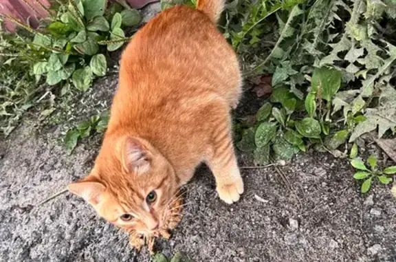 Найдена кошка, Макарьев, фото: Найдена кошка, Первомайская ул., Макарьев