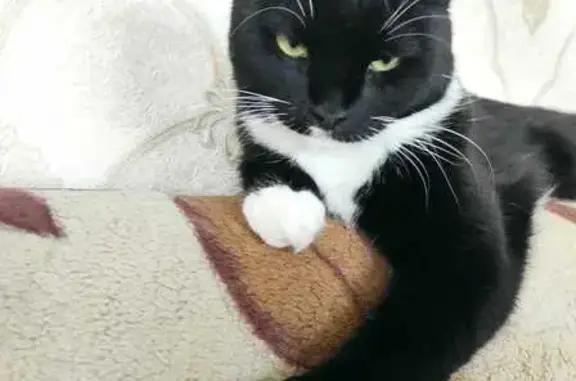 Кошки потеряшки, Кострома, фото: Потеряшка кошка, ул. Героев, Кострома