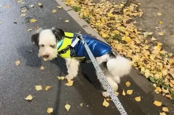 Пропала собака, ул. Димитрова, 59А