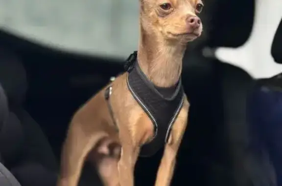 Собаки потеряшки, Северодвинск, фото: Потеряшка собака, пр. Морской 17, С-двинск