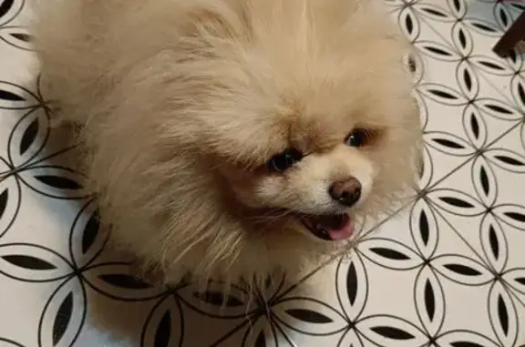 Собаки потеряшки, Калуга, фото: Потеряшка собака, 2-й Красноармейский, 3