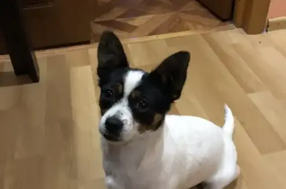 Найдена собака, Петровская ул., Таганрог