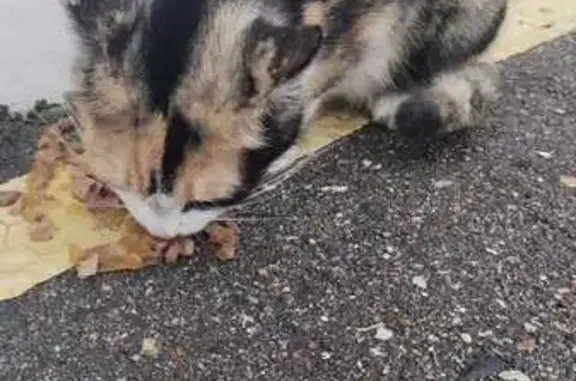 Найдена кошка, Садыково, фото: Найдена кошка, ул. Яковлева, 2А, Садыково