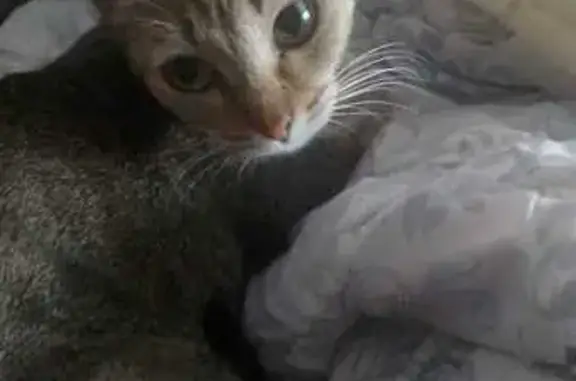 Кошки потеряшки, Заринск, фото: Потеряшка кошка на Строителей 15, Заринск