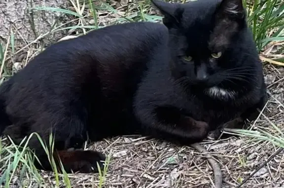 Пропала кошка, ул. Колобова, Севастополь