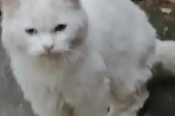 Найдена кошка, ул. Чернышевского, 94