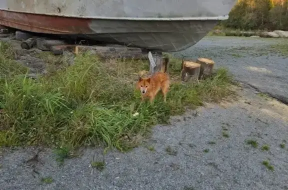 Собаки потеряшки, , фото: Потеряшка лайка у п. Харлу, Карелия