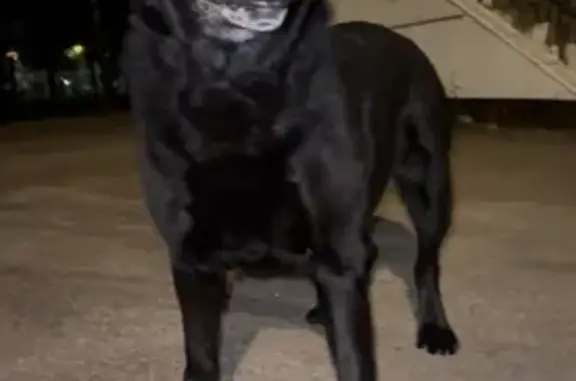 Найдена собака, Псков, фото: Лабрадор найден: Коммунальная 56А, Псков