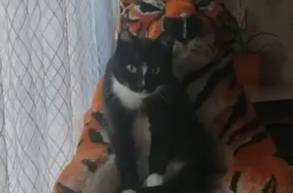 Пропала кошка, Куса, Челябинская обл.