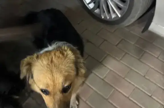 Собака найдена: Творческая ул, 7, Ростов-на-Дону