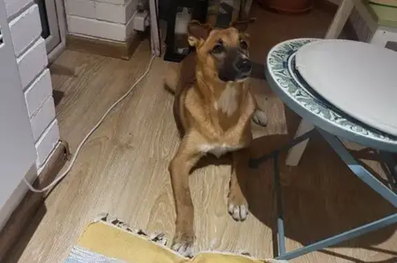 Найдена собака, Санкт-Петербург, фото: Найдена рыжая собака, Колпино, СПб