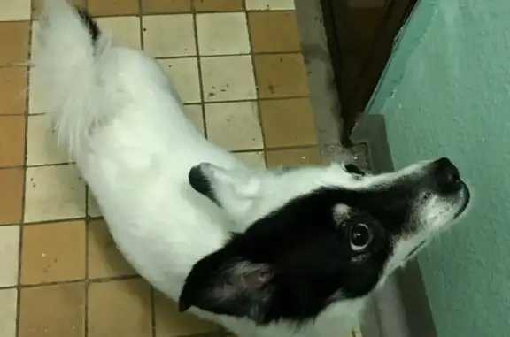 Найдена собака, Москва, фото: Собака найдена: Андропова, 25В с1, Москва