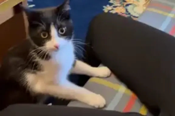 Кошки потеряшки, Пушкино, фото: Потеряшка кошка, Ломоносовская 3А, Пушкино