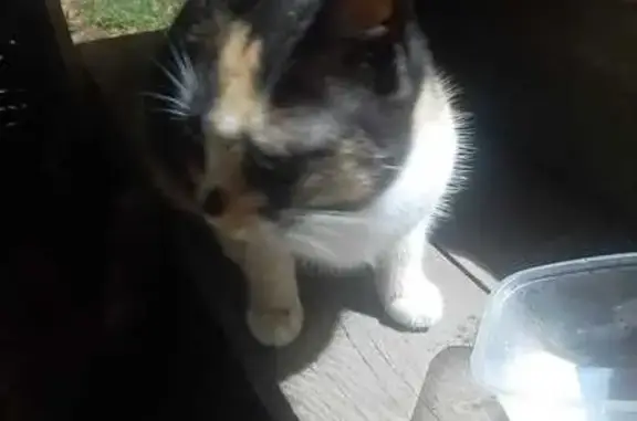 Найдена кошка, Верховье, фото: Кошка найдена, Верховье, Карелия