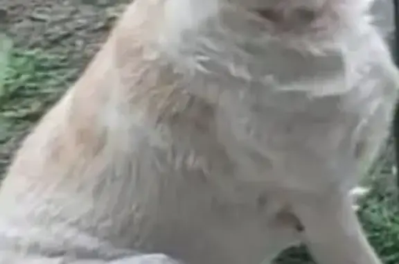 Найдена собака, , фото: Собака найдена в Больших Дворах, МО