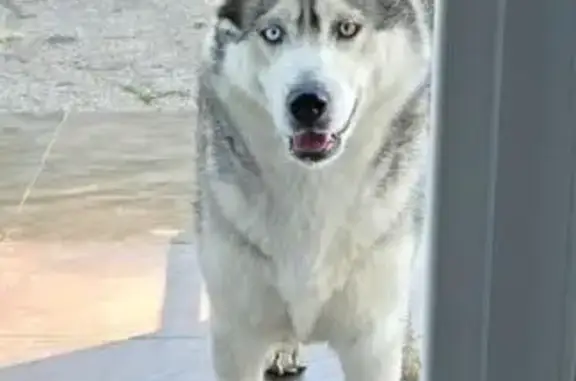 Собаки потеряшки, Славянск-на-Кубани, фото: Потеряшка хаски, хутор Маевский, Славянск-на-Кубани