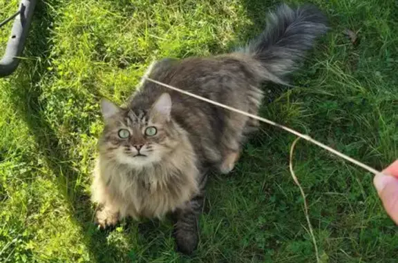 Пропала кошка, 41К-090, Рощинское поселение