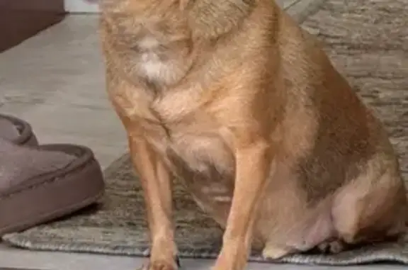 Собаки потеряшки, Грибки, фото: Потеряшка чихуахуа, ул. Дружбы, 60, Грибки