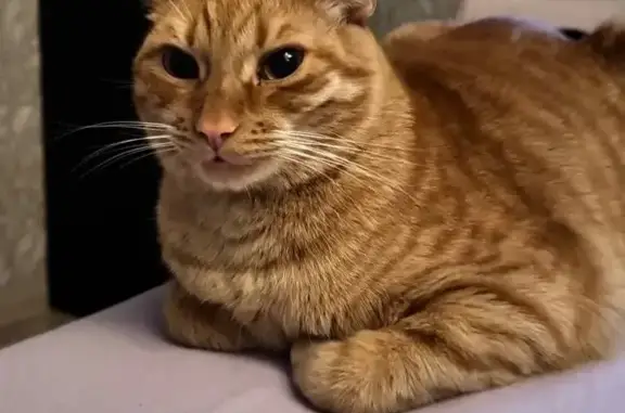 Кошки потеряшки, Рязань, фото: Потеряшка кошка Борис, Татарская 91, Рязань