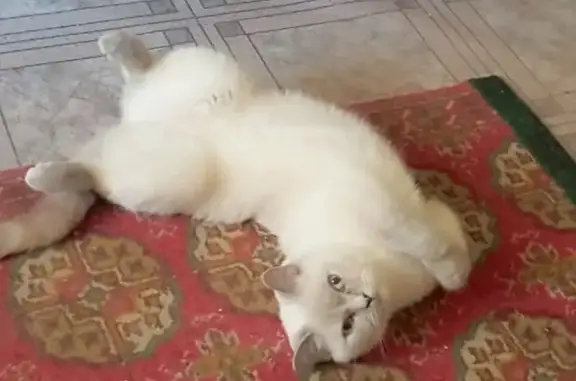 Кошки потеряшки, Новороссийск, фото: Потеряшка кошка на ул. Тихоступа, 18