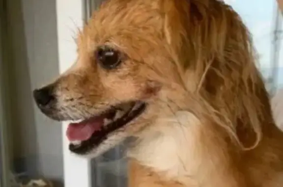 Собаки потеряшки, Гаспра, фото: Потеряшка собака, Алупкинское ш., Гаспра