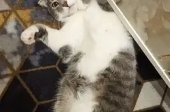 Кошки потеряшки, Смоленская область, фото: Потеряшка кошка, Семлёво, Смоленская обл.