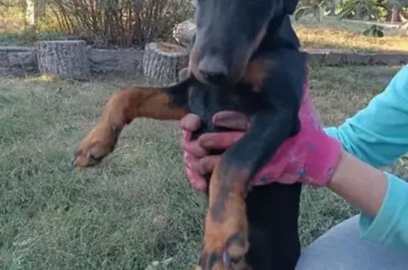 Найдена собака, Ростовская область, фото: Щенок найден в Усть-Донецком, Ростовская обл.