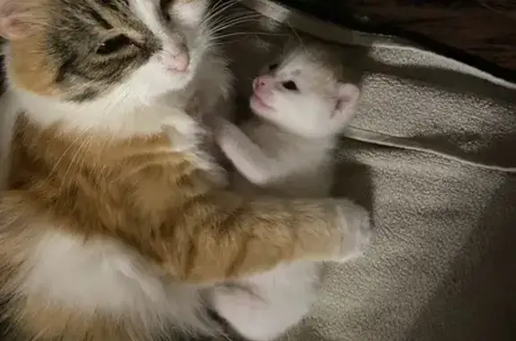 Кошки потеряшки, Ростов-на-Дону, фото: Потеряшка кошка, Зоологическая ул. 9, Ростов