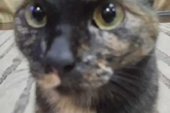 Кошки потеряшки, Афипский, фото: Потеряшка кошка, Суворова 91, Афипский