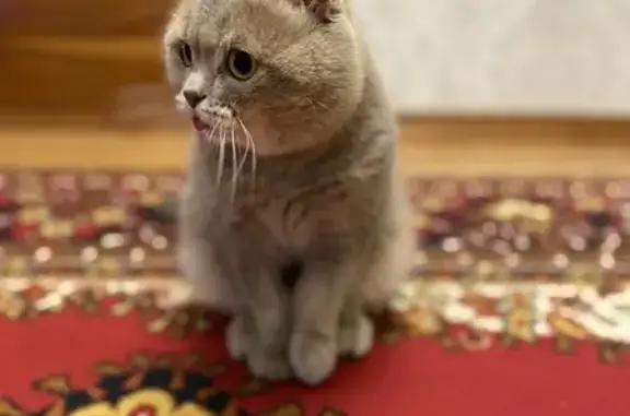 Кошки потеряшки, Ростов-на-Дону, фото: Потеряшка кот Симба, Зоологическая 9, Ростов