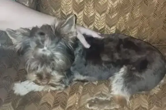 Йорк найден на пр. Генерала Алексеева, Зел.