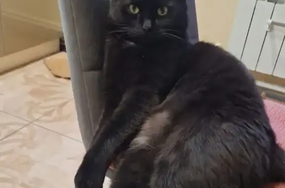 Кошки потеряшки, Казань, фото: Потеряшка кошка, Ашхабадская ул., Казань