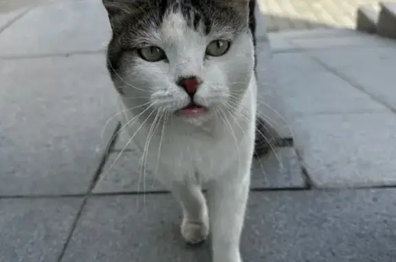 Найдена кошка, Южно-Сахалинск, фото: Кошка найдена: пр. Мира, 278/1, Ю-Сахалинск