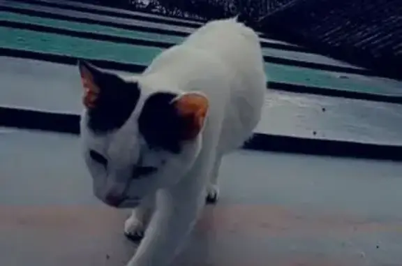 Кошки потеряшки, Краснополянское, фото: Потеряшка кошка, Пионерская ул., 4, Краснополянское