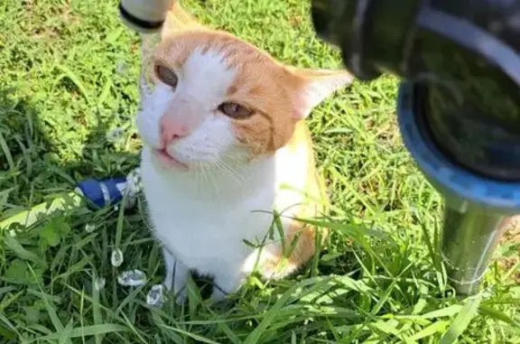 Пропала кошка, Московская ул., Отрадное