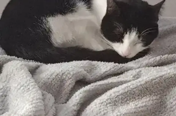 Кошки потеряшки, Владивосток, фото: Потеряшка кошка, Океанский проспект, Владивосток