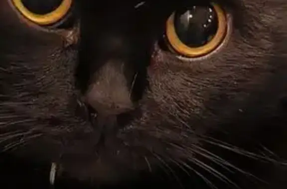 Пропала кошка в г.о. Мценск, Орловская обл.