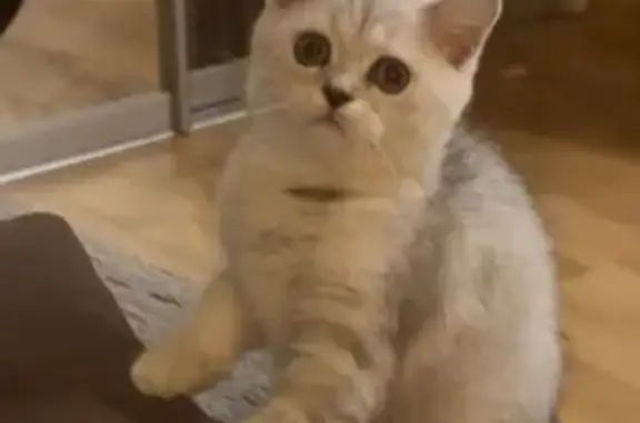 Кошки потеряшки, , фото: Потеряшка кошка, ул. Есенина, 108/6 литА